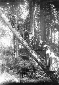 11 students from the class of 1907 climb and pose for their picture on a leaning log. 
