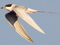Forsters Tern Forsters Tern